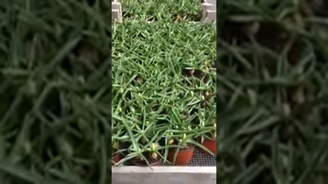 Muscari 'Siberian Tiger' смотреть онлайн