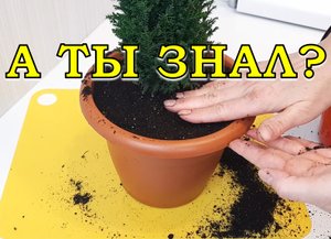 КИПАРИСОВИК ЭЛВУДИ - мое новогоднее приобретение???