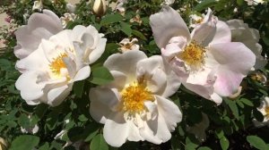 Rosa ´Nevada´