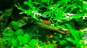 Креветка Сакура Neocaridina heteropoda var Sakura Креветка Красный огонь