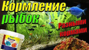 Каким кормом лучше кормить рыбок. В какое время каким кормом кормить рыбок.