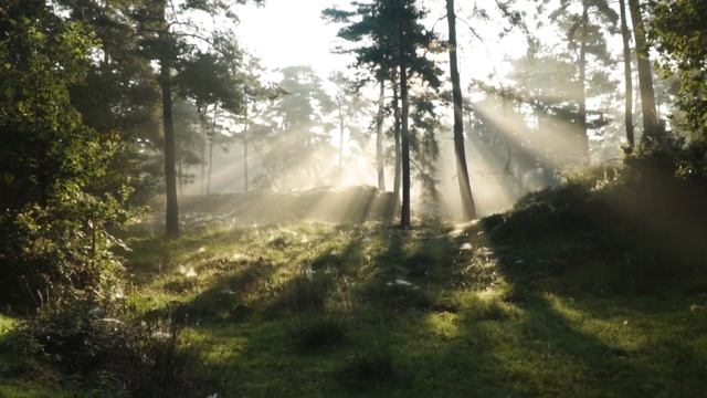 Music For Stress Relief - Music 2022 - Music For Sleep