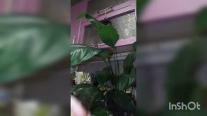 Что 🌿добавить в воду, 🌿протирая листья 🌿растений 🤔? (лавровый лист). 🌿