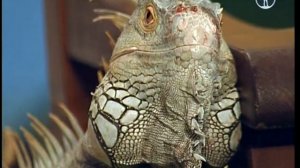 В мире животных   2012 12 15 Моя планета