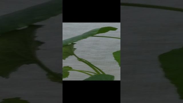 огурцы в теплице
