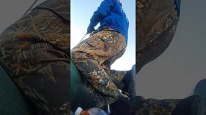 Сом вырывает удилище из рук.сом на квок.рыбалка с эхолотов на малой реке.