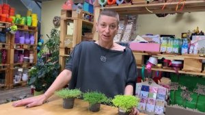 Солейролия - комнатный цветок с нежнейшими листиками. Почвопокровное изящное растение.