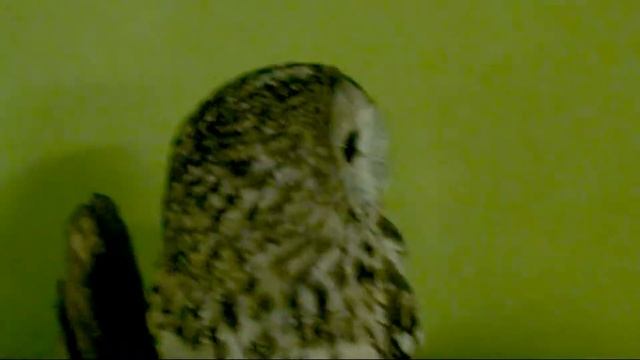 Повидали много сов. 02 05 2018 г смотреть онлайн