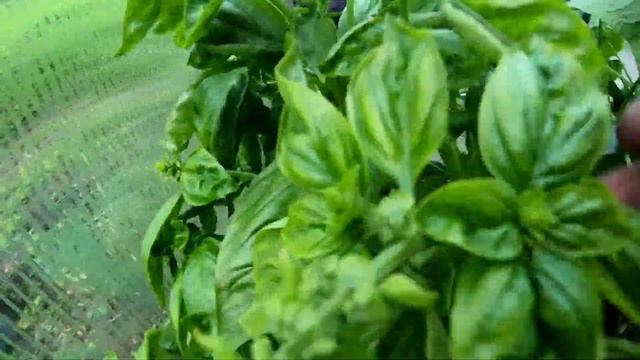 ДЖУНГЛИ ПОСЛЕ ОТПУСКА, СОБИРАЕМ УРОЖАЙ смотреть онлайн