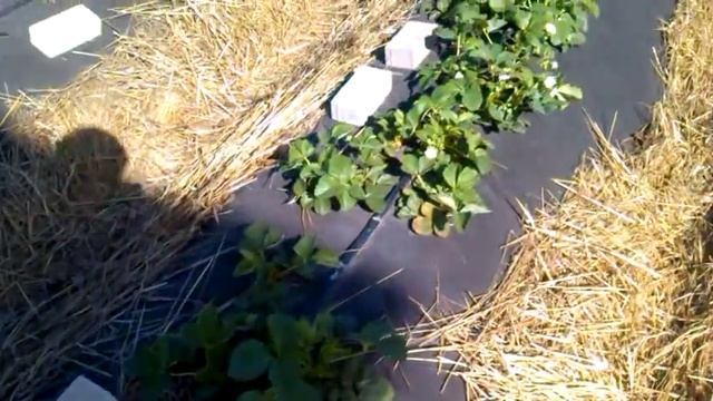 Клубника капельный полив органика 08 05 2015 №2 Первые цветочки смотреть онлайн