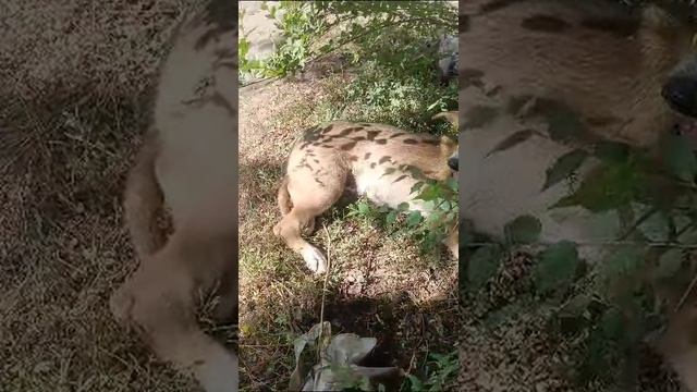 Волгоград.❌❌❌В Волжском сбили щенка. Лежит плачет весь день. Не встаёт.