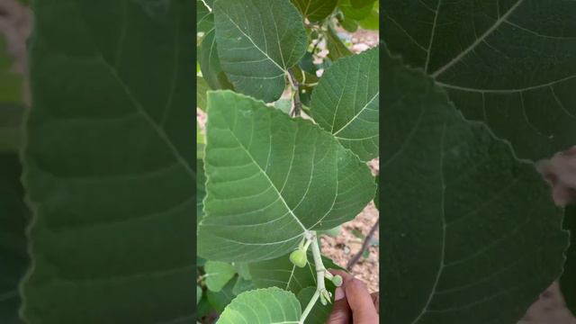 A Close-Up of Fig Tree Fruits in All Their Glory! Nature's Sweet Bounty #figtree