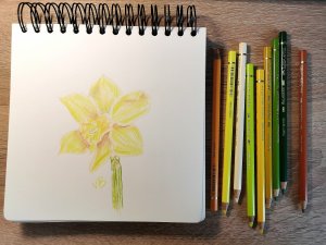 Желтый нарцисс цветными карандашами || Учимся Рисовать