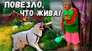 Последствия нападения соседского алабая на бабушку! Чудо, что осталась жива!