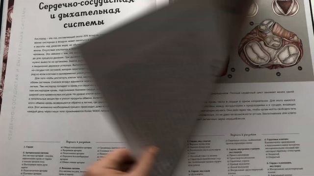 Анатомикум | Энциклопедия о строении человеческого тела