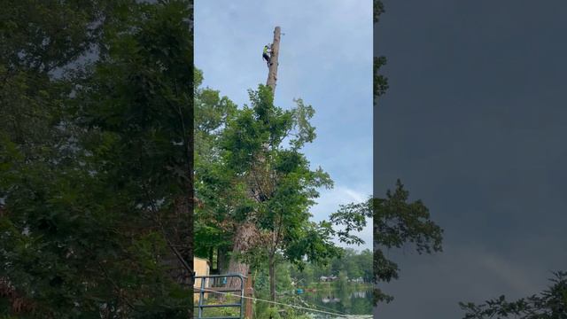 Arborist drops huge pine log in lake!