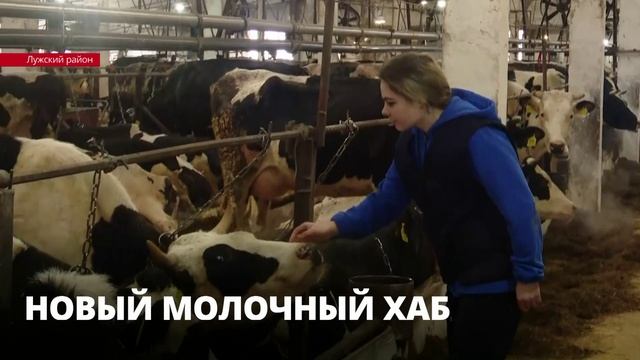 В Лужском районе появится уникальный животноводческий комплекс