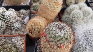 Ответ на комментарий.О маммилярии полителе...Cacteen