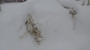 Условия содержания гусей/ Cодержание гусей зимой/ Гуси в деревне