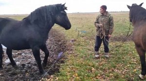 Иван привел кобылу к жеребцу