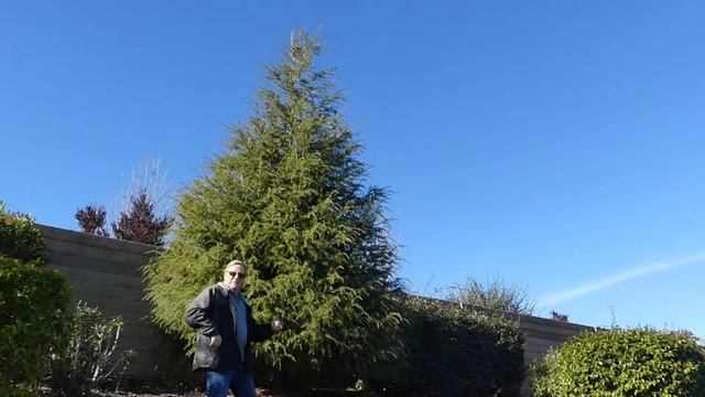 Deodara Cedar | Naturehills.com смотреть онлайн