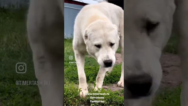 Скучаете по его улыбке? МАЙБАХ Тимерташ Майбах Среднеазиатские овчарки запись на щенков +7904888182 смотреть онлайн