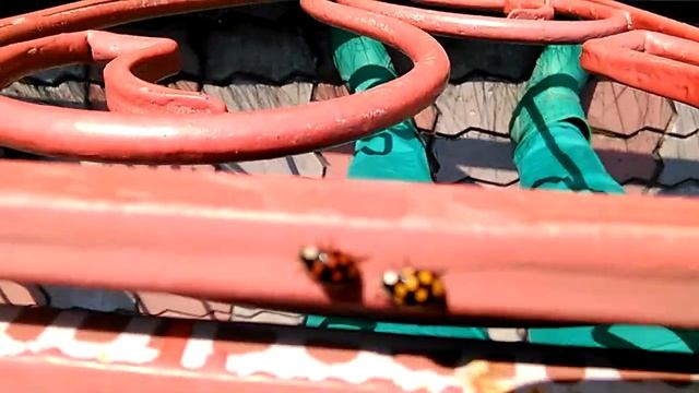 божьи коровки... смотреть онлайн