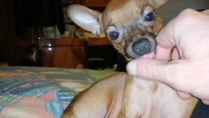 Русский той терьер самая злая порода собак, смотреть жесть детям нельзя