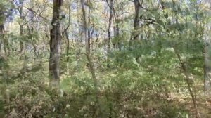? ГРИБЫ в ЛЕСУ Горячего Ключа????♀️? 18.09.2023г. Краснодарский Край.
