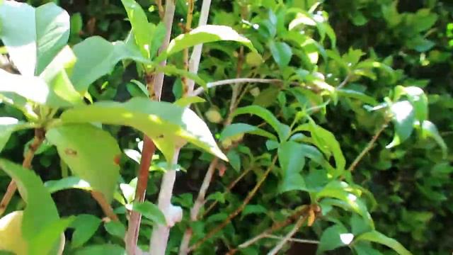 Cocktail Tree:  4 in 1 Peach Tree Loaded with peaches / Growing in container