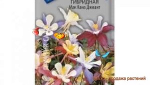 Аквилегия гибридная Мак Кана Джиант ? обзор: как сажать, семена аквилегии Мак Кана Джиант
