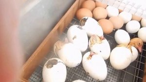 Вылупление гусят в инкубаторе. 2 часть