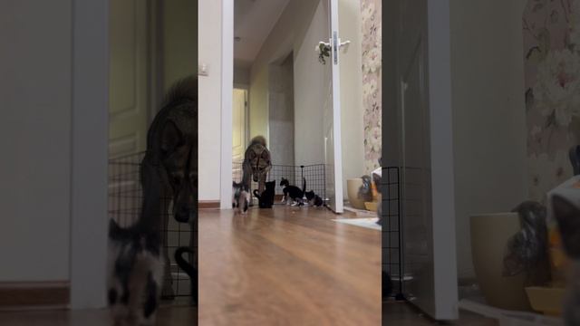 Знакомьтесь с пиратиками
