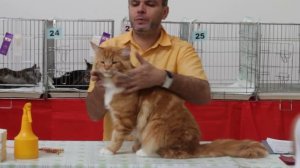 Рыжий мейн кун на выставке, возраст 1,5 года.