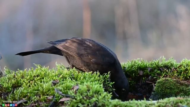 Самая красивая мелодия на свете! Эту музыку можно слушать вечно! Нежная Спокойная Музыка Для Души#1 смотреть онлайн