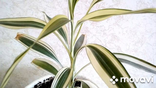 17.05.2021. Мой декабрист не хочет цвести. смотреть онлайн