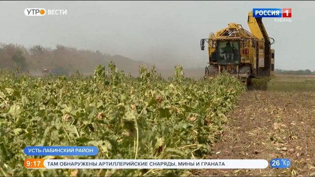 Более 100 тысяч тонн сахарной свеклы планируют собрать в «Прогресс Агро»