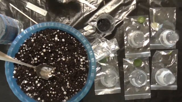 Фиалка от листа до цветения.(часть 1)Укореняем черенки. смотреть онлайн