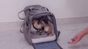 Как приучить СОБАКУ к ПЕРЕНОСКЕ за 3 ШАГА??// Kotopёs