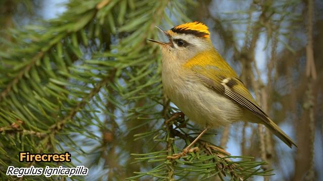 Firecrest (Regulus ignicapilla). Singing birds 4K Ultra HD.