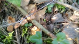 Приключение и лисички