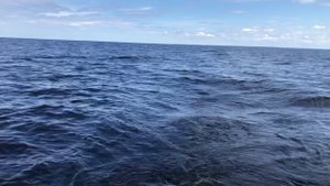 Зеленцы июль 2020г