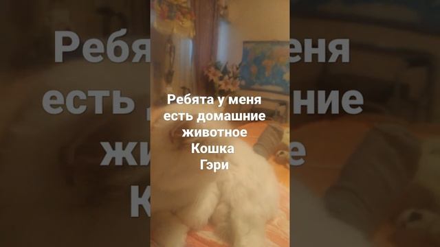 у меня есть домашнее животное это моя кошка кошек и котов нельзя бить