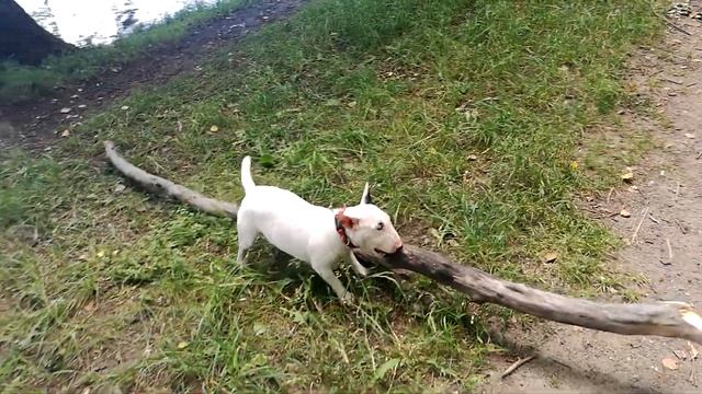 Размер имеет значение! Миниатюрный бультерьер и палочка! смотреть онлайн