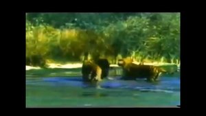 Кто сильнее? Тигр или медведь. Tiger or a Bear?