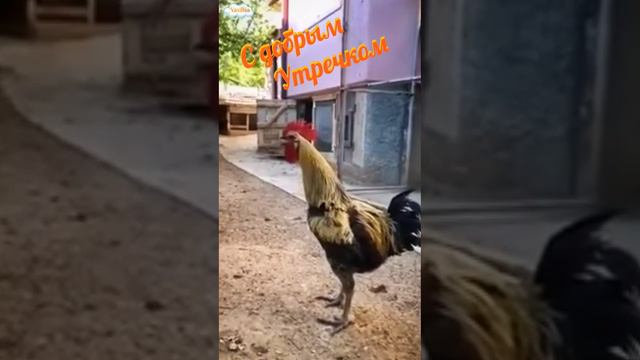 Будильник🥰 Петух🐔