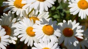 С Днём Рождения, Светлана. Красивое поздравление для Светы.