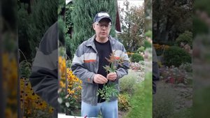"Азбука цветов" с Павлом Горбенко. #Астильба