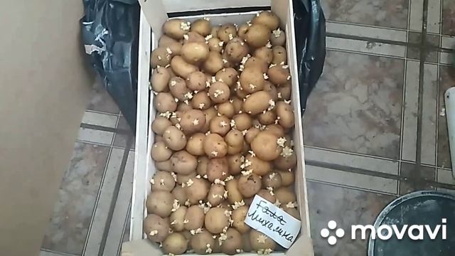 MovaviClips Video 9 Как быстро прорастить картофель смотреть онлайн