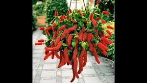 Акалифа. Декоративное комнатное растение